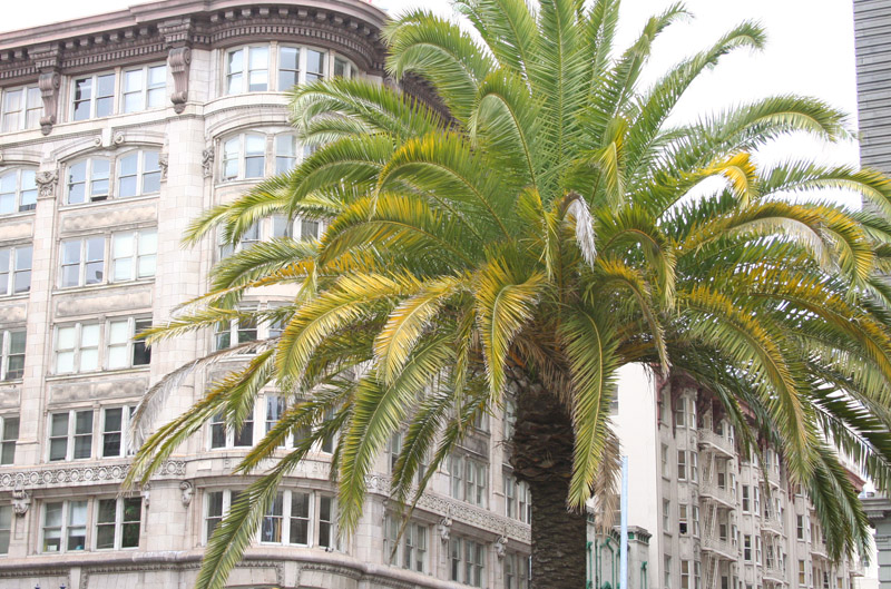 Palm Tree, SF