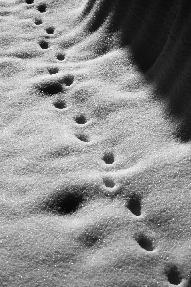 Trails in the Snow