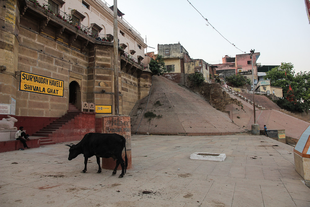 Ghat and a cow