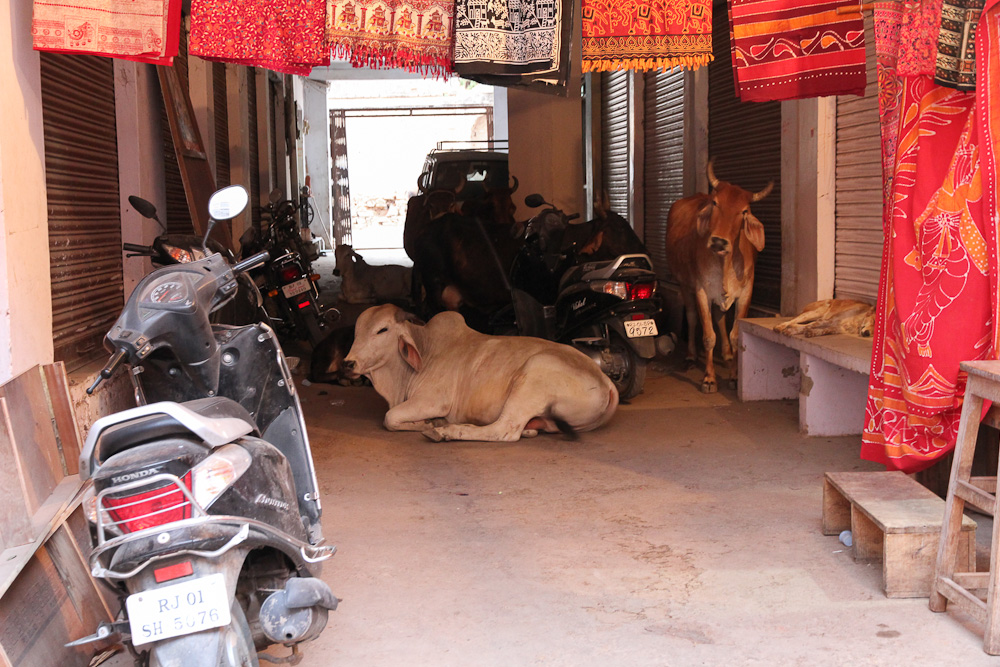 Motorbikes and Cows