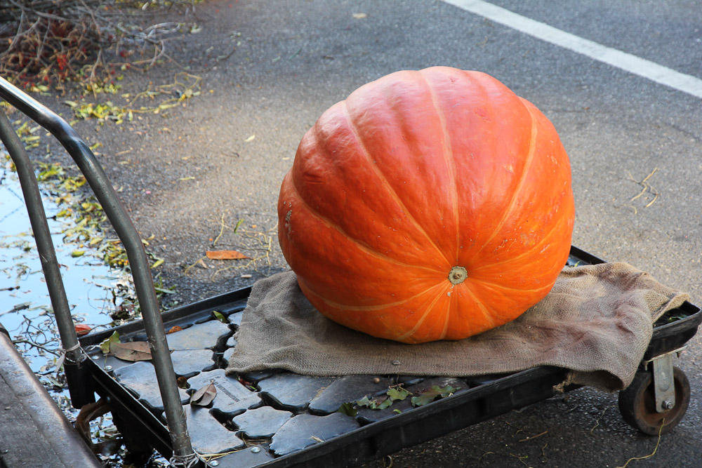Mega-pumpkin