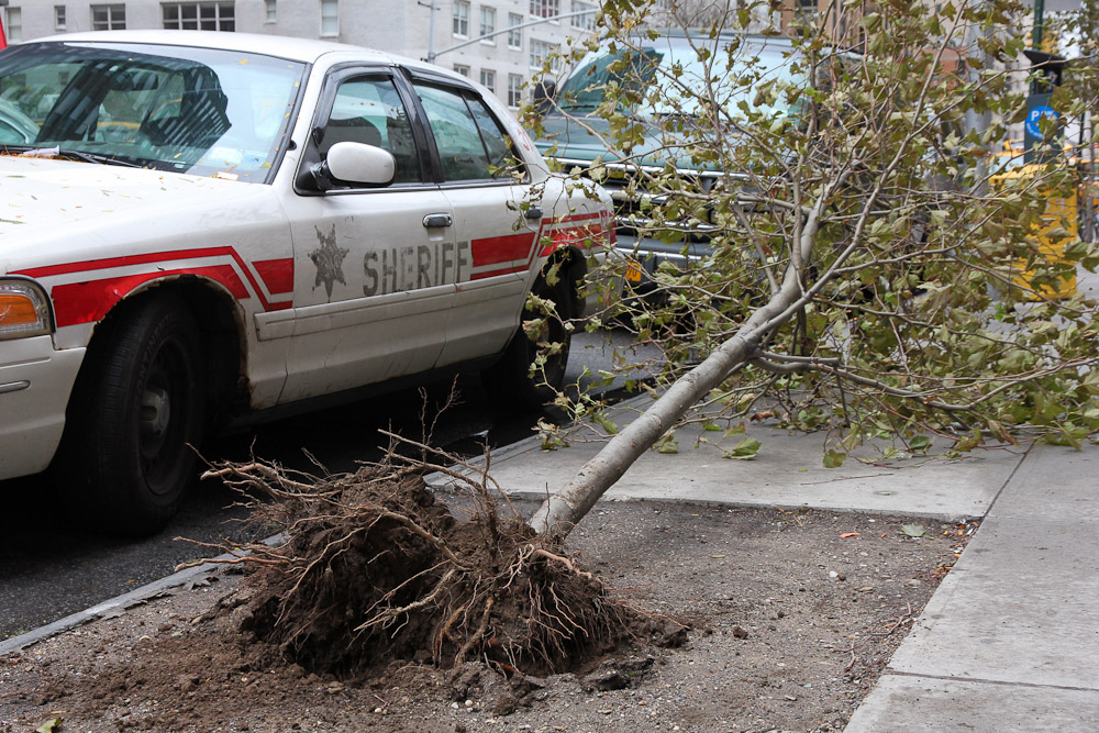 Uprooted Tree and Sherrif Car