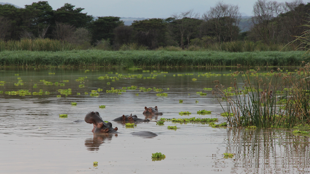 More hippos