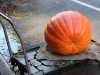 Mega-pumpkin